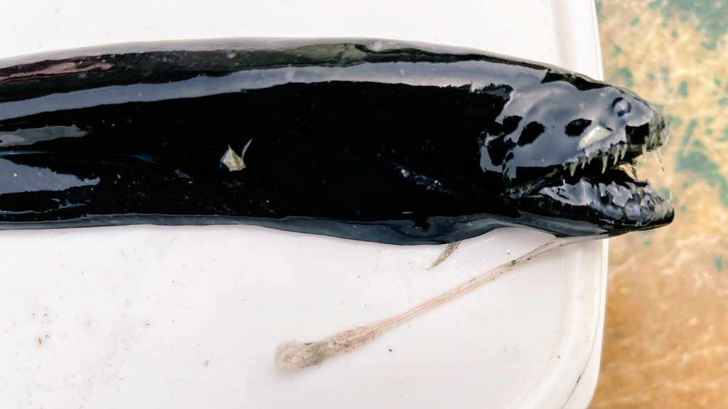shinkaigyo_ch's tweet photo. BLACK SERIES!!
Fish that have been specially tuned for the deep sea!!
#Japan,#Shizuoka,#Heda,#Deep_Sea,#Deep_Sea_Fish,#Suruga_Bay,#Traditional_Trawl_Fishing https://t.co/dCr8Hk3ImP
