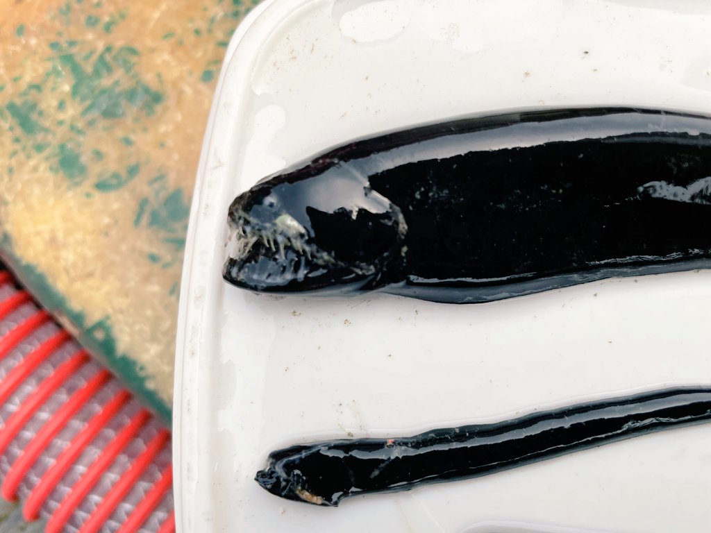 shinkaigyo_ch's tweet photo. BLACK SERIES!!
Fish that have been specially tuned for the deep sea!!
#Japan,#Shizuoka,#Heda,#Deep_Sea,#Deep_Sea_Fish,#Suruga_Bay,#Traditional_Trawl_Fishing https://t.co/dCr8Hk3ImP