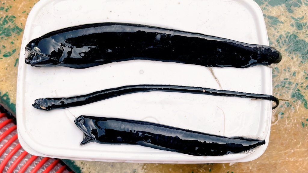 shinkaigyo_ch's tweet photo. BLACK SERIES!!
Fish that have been specially tuned for the deep sea!!
#Japan,#Shizuoka,#Heda,#Deep_Sea,#Deep_Sea_Fish,#Suruga_Bay,#Traditional_Trawl_Fishing https://t.co/dCr8Hk3ImP