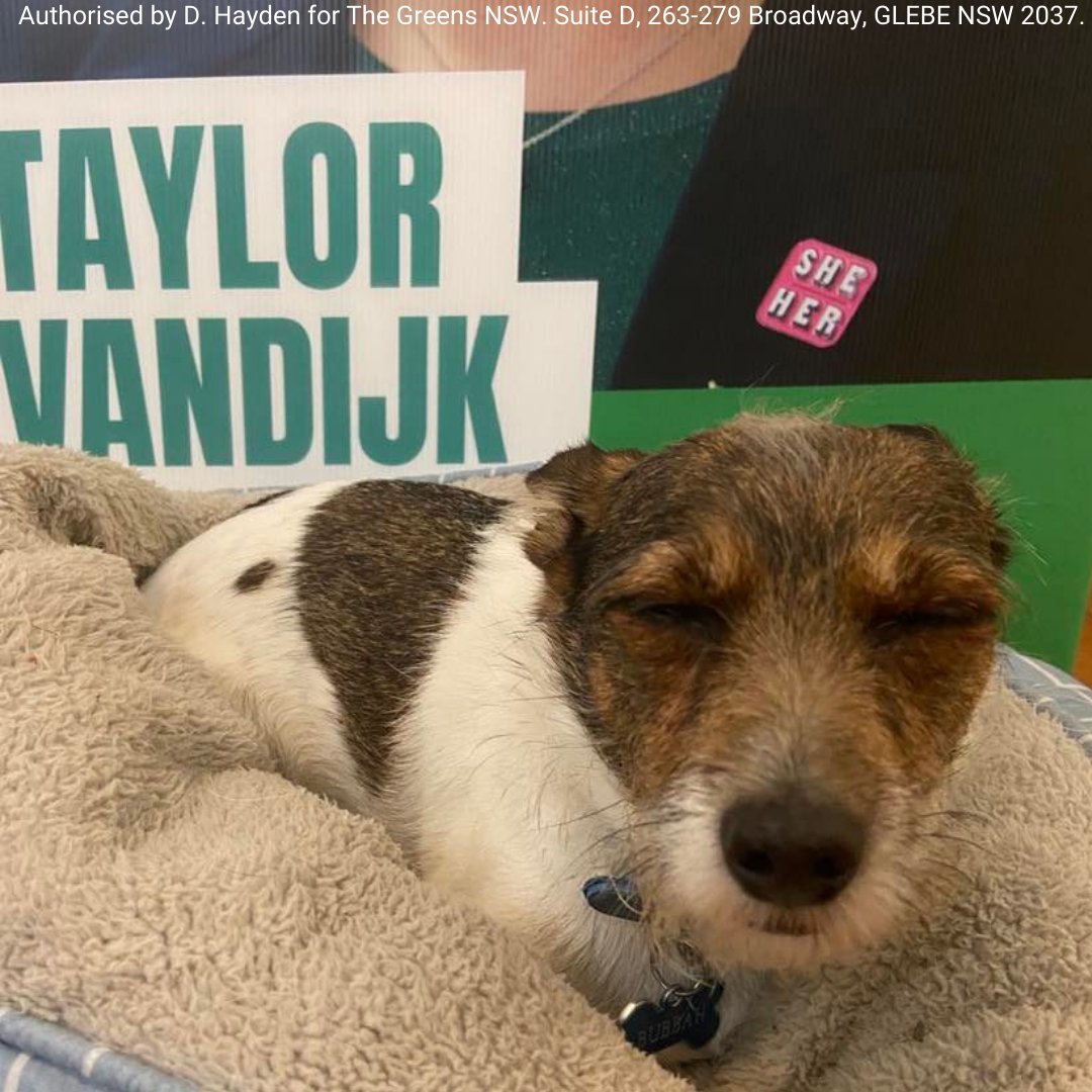 VandijkFor's tweet photo. Our cutest four legged letterboxer has had a big day walking all around Barton! 

#barton #auspol #dog #dogstagram #dogsofinstagram #walk #bigday #bestday https://t.co/hPYfxMgEQj