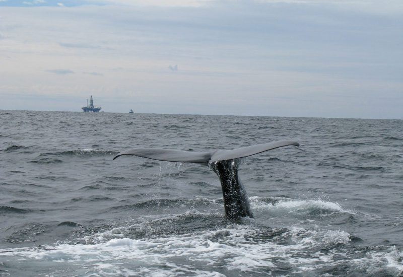 Our research comparing how marine mammals are considered in Cumulative Effects Assessments (CEAs) across different maritime industries has been featured in the @euog4mpas Marine Mammal Management Toolkit!

Check out the link below:
marine-mammals.info/2022/04/14/con…