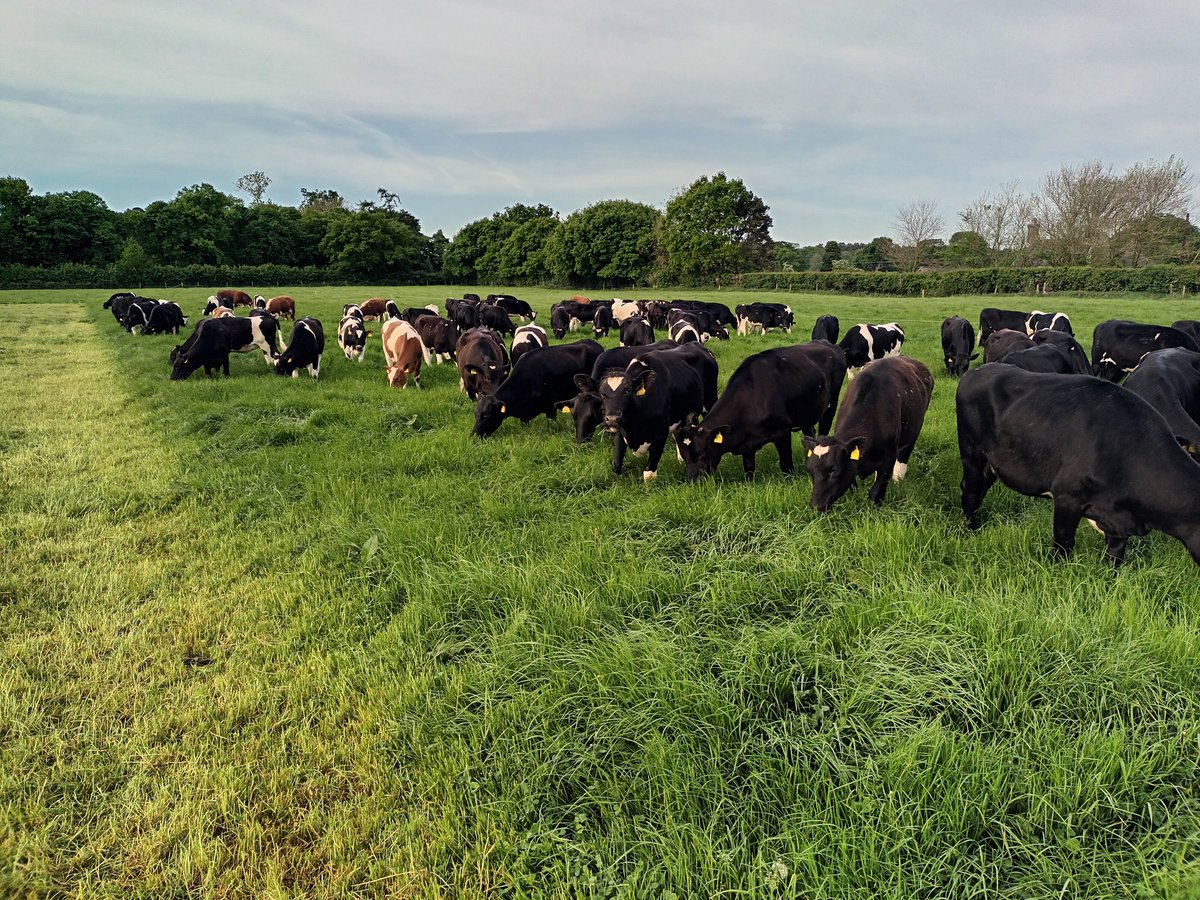 Spring bulling heifers, back on the platform through serving , helping lift stocking rate and chomp through a bit of that surplus grass