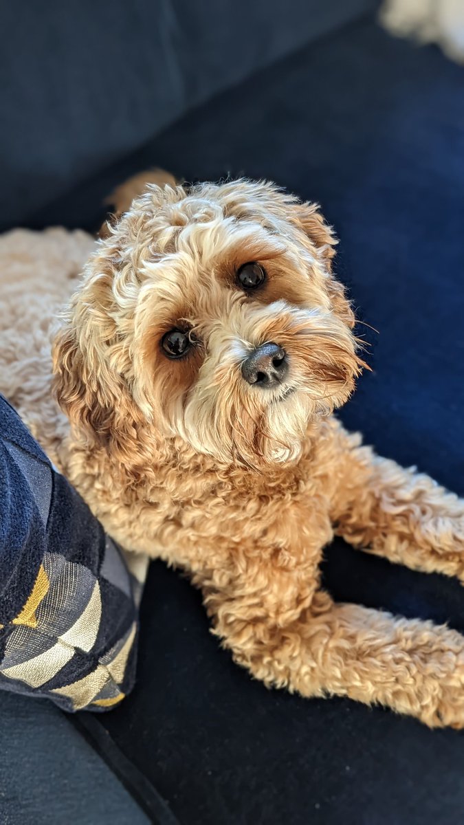 Do you need an adorable dog for your Friday morning?