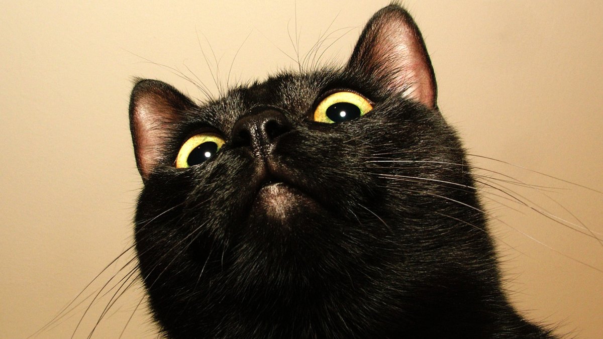 OntdekSMILE's tweet photo. Het is vrijdag de 13e!😱 Bijgelovig of niet, je kunt vandaag (en morgen) beter om een ladder heen lopen ipv er onderdoor. Vind jij zwarte katten niet zo interessant, maar wil je wel dat jouw collega's veilig kunnen werken? Download de whitepaper met 9 tips https://t.co/7QLNLidpqE https://t.co/ewt9wypqCt