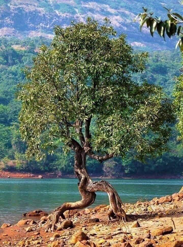 ninscrystal's tweet photo. #NaturePhotography #RunningTree 🌴 https://t.co/APsHZBp9wO