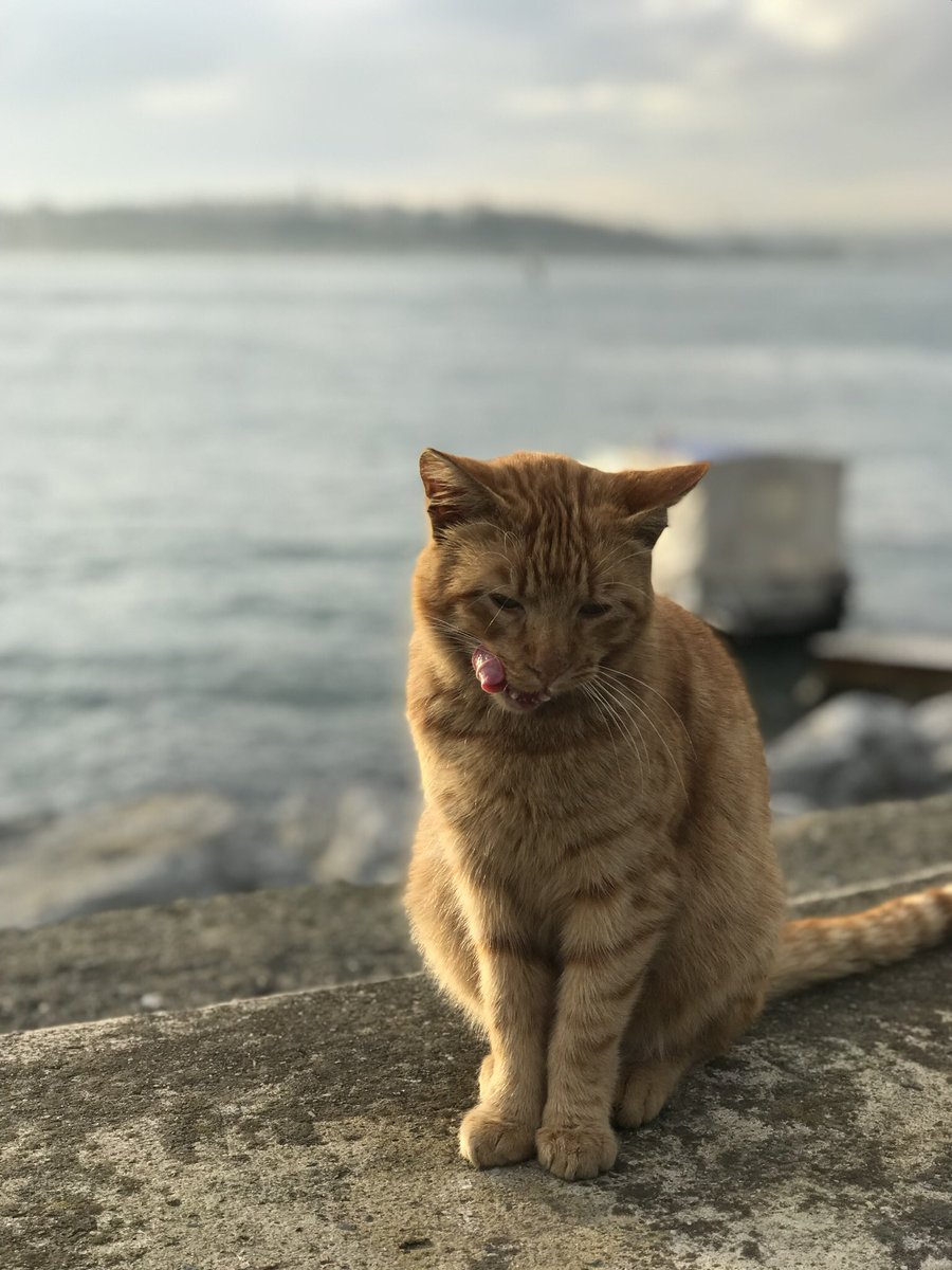 GM fam !  🐯

Little tiger on the beach✨

#NFTCommunity #NFTs #nftphotography #NFTphotographers #SolanaGiveaway #NFT #catlovers