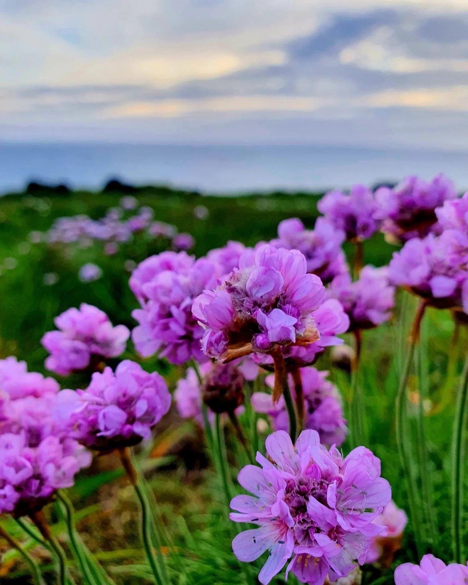 SarasCottage's tweet photo. Wildflowers on #Cornish coast. ⁦@premiercottages⁩ https://t.co/wirhbKstyC