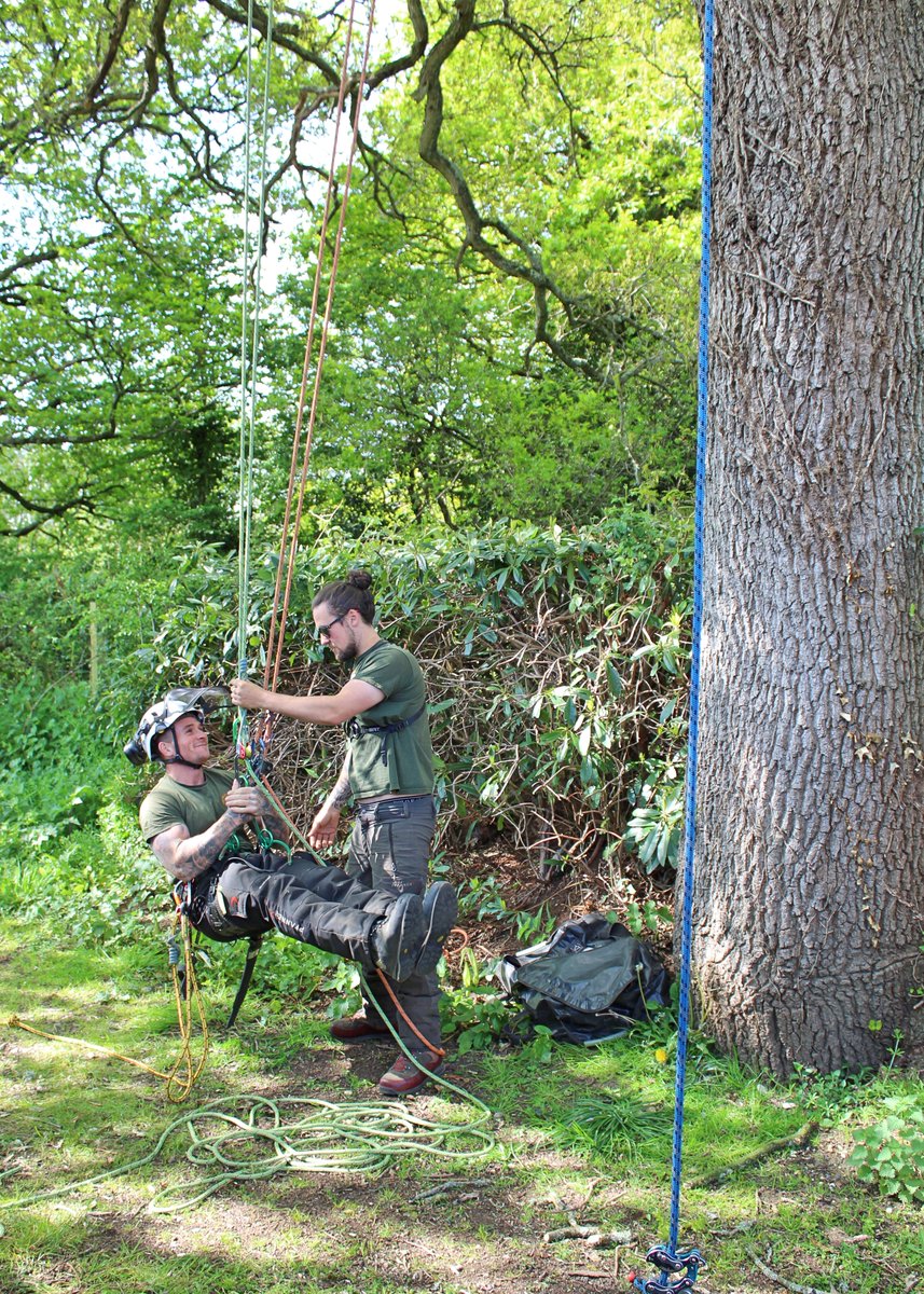 CHTSLtd's tweet photo. Last week, with the sun out and working locally, we managed to pop out and see Team 3 conducting a crown reduction on a protected Oak tree at Exbury Club https://t.co/8TNdzq4fif