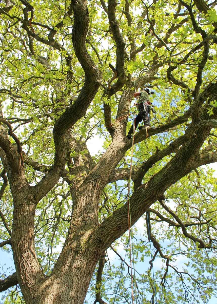 Last week, with the sun out and working locally, we managed to pop out and see Team 3 conducting a crown reduction on a protected Oak tree at Exbury Club