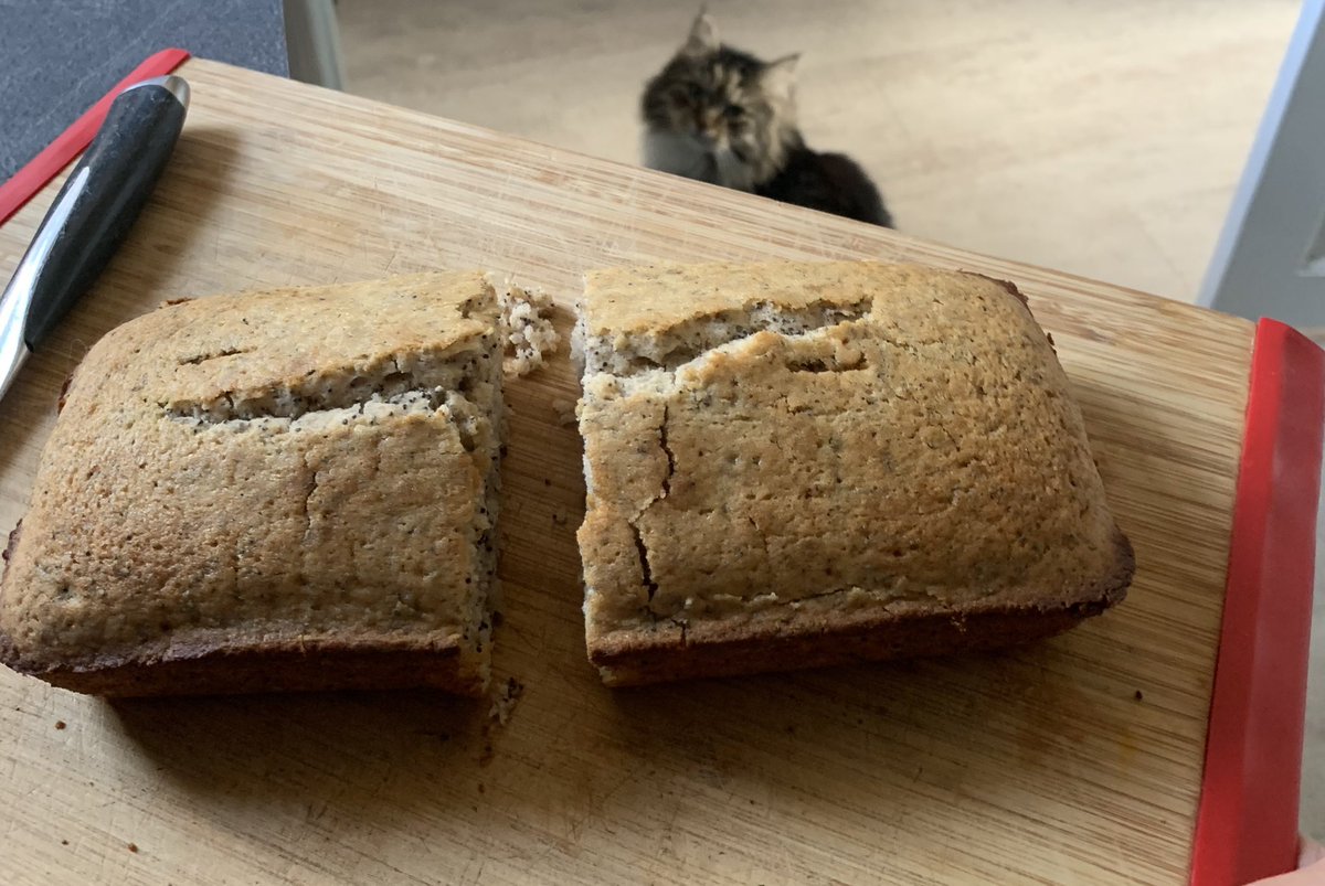 Who else love baking? ❤️ #CatsOfTwitter #siberiancat #lovebaking #cats 🐱🍰🍰