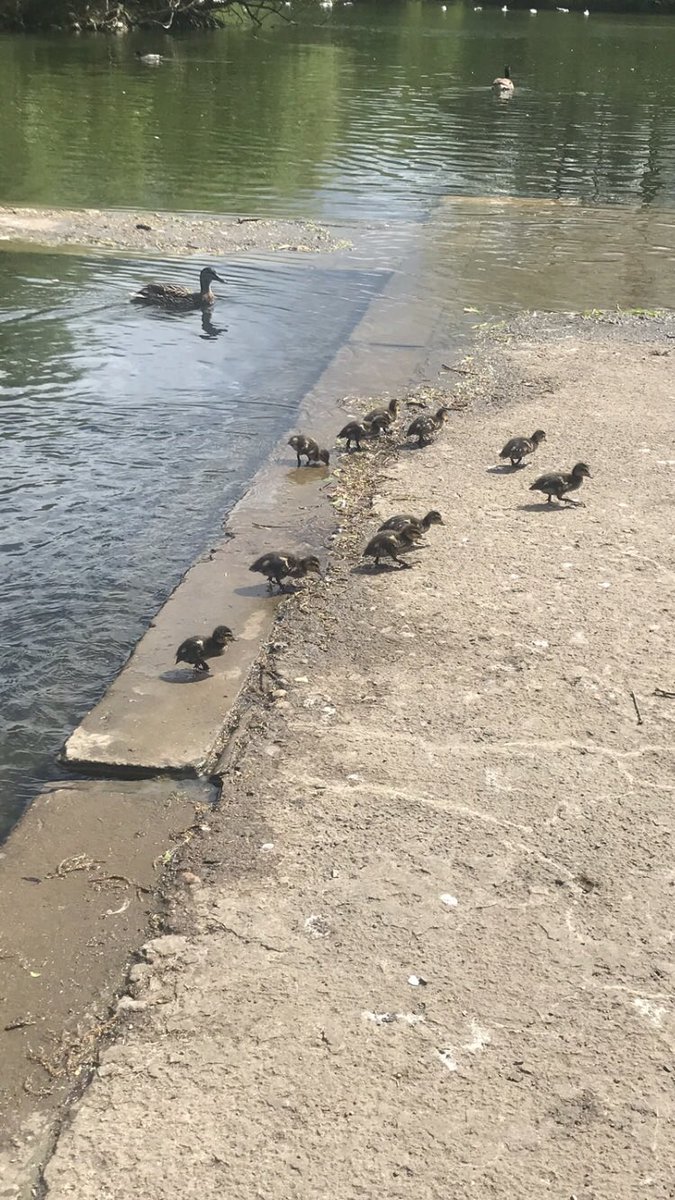 Little duckling around our lake #whitleybay #cullercoats #monkseaton #tynemouth