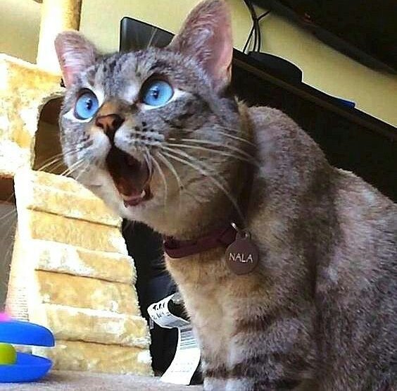 Metanoia100's tweet photo. Oh my god I can't believe it ☺ ♥

#cats #CatsOfTwitter #CatsOnTwitter https://t.co/6HfxvxgDax