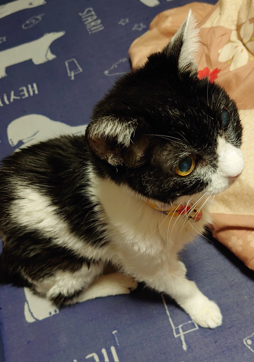 直井にとって姉妹的な存在だった猫が天国へ行きました。
22年近くも生きてくれてありがとな～!!!!😭😭😭
写真写りがまことに最高の女でした 