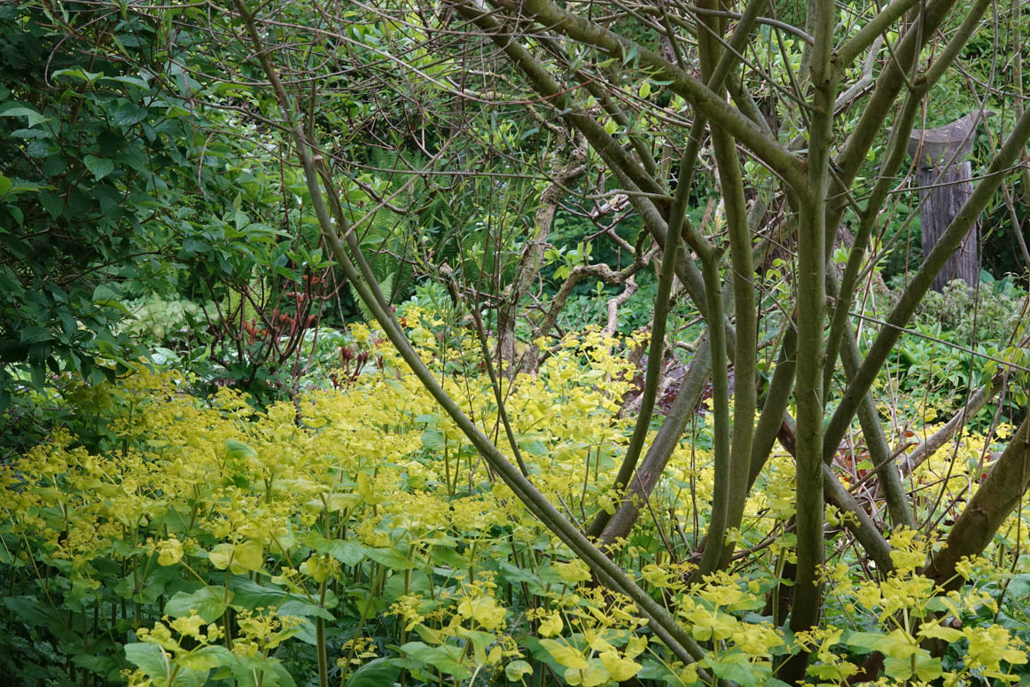 Naast een groot sortiment vaste planten, zijn er volop éénjarigen en dahlia's en er is nog een prachtige keus in biologisch geteelde rozen. De tuinen zijn erg mooi. We zijn open van woensdag t/m zaterdag van 10:00-17:00 uur. dekleineplantage.nl