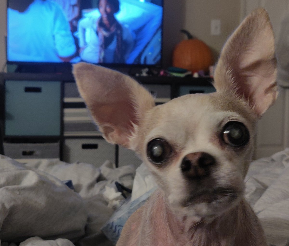 MeAndMyRemote's tweet photo. When you're trying to watch your favorite show but all you can see is this ๐คฆ
#kibbletime https://t.co/TIZWErfZqW