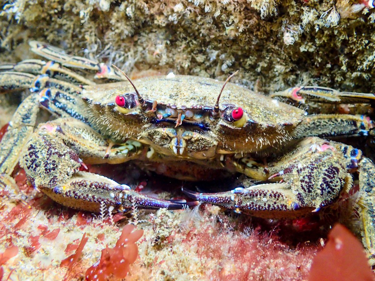 SaltwaterlifeUK's tweet photo. 👀 The velvet swimming crab is my favourite crab species to photograph at local dive sites. Just look at those eyes!

#crab #velvetswimmer #necorapuber #underwater #underwaterphotography #scubadiving #diving #divelife #sealife #marine #ocean #aquanaut #coldwaterdiving https://t.co/TKj0SxWQ8r