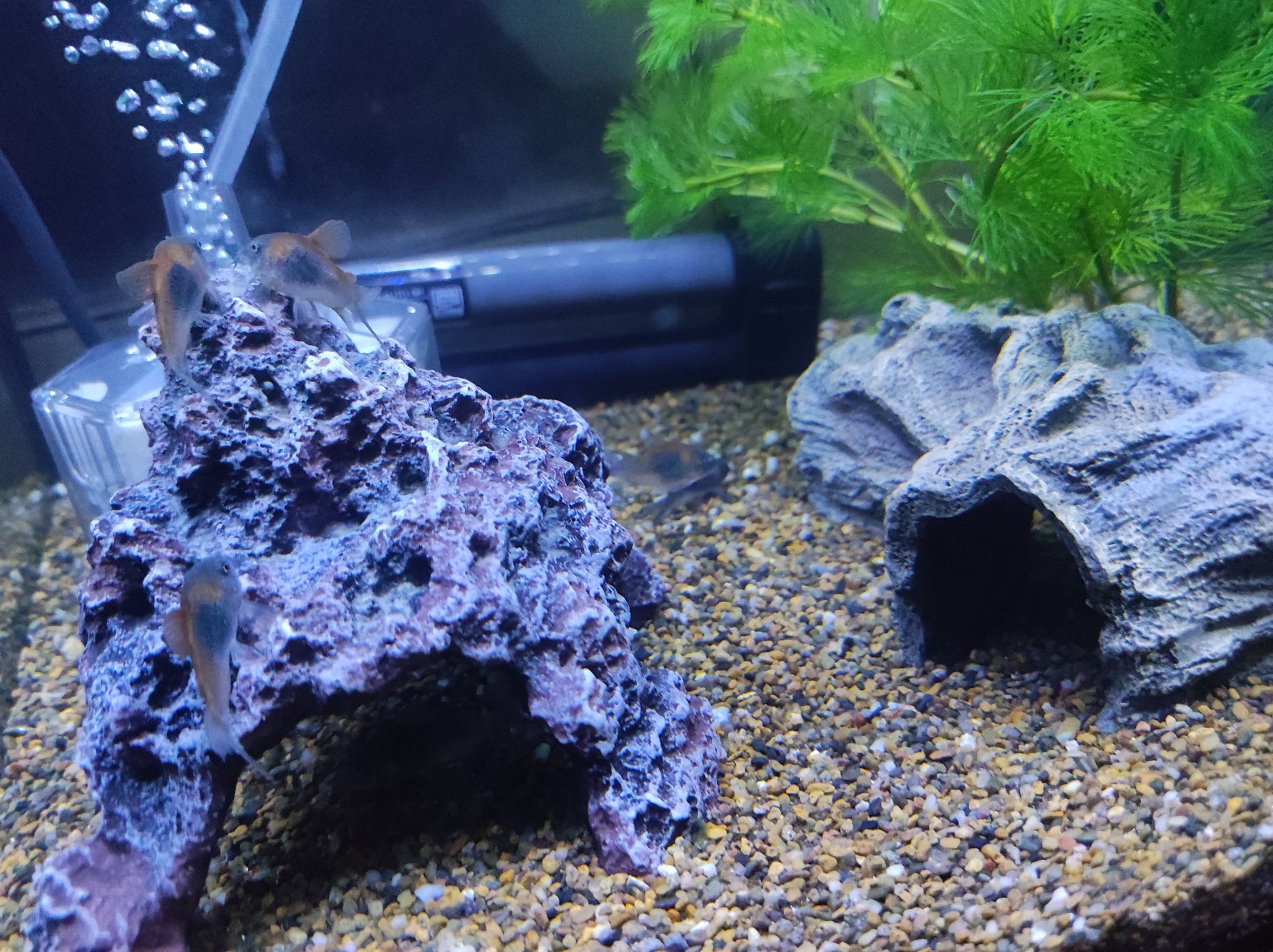 ベネズエラオレンジ Twitter Search Twitter