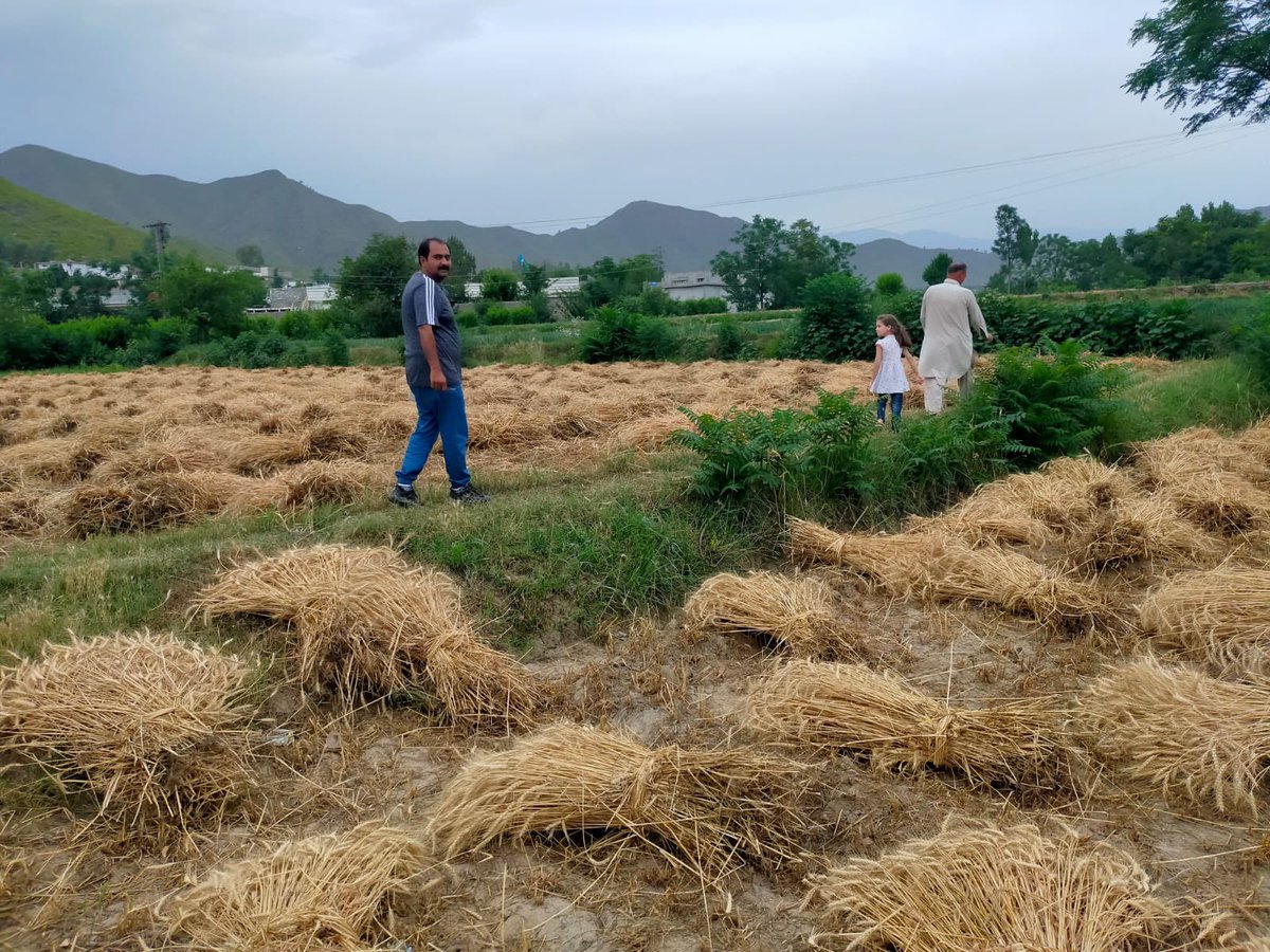 AamerBhandara's tweet photo. Digital Hujra has been established in Malakand to support local rural communities. We’ve been meeting with farmers across region to study their crop challenges. #DigitalHujra #DigiMala #DigitalMalakand #DigitalDera #InternetSociety #RuralPakistan @fouadbajwa @digitalhujra https://t.co/ccP1SKDGns