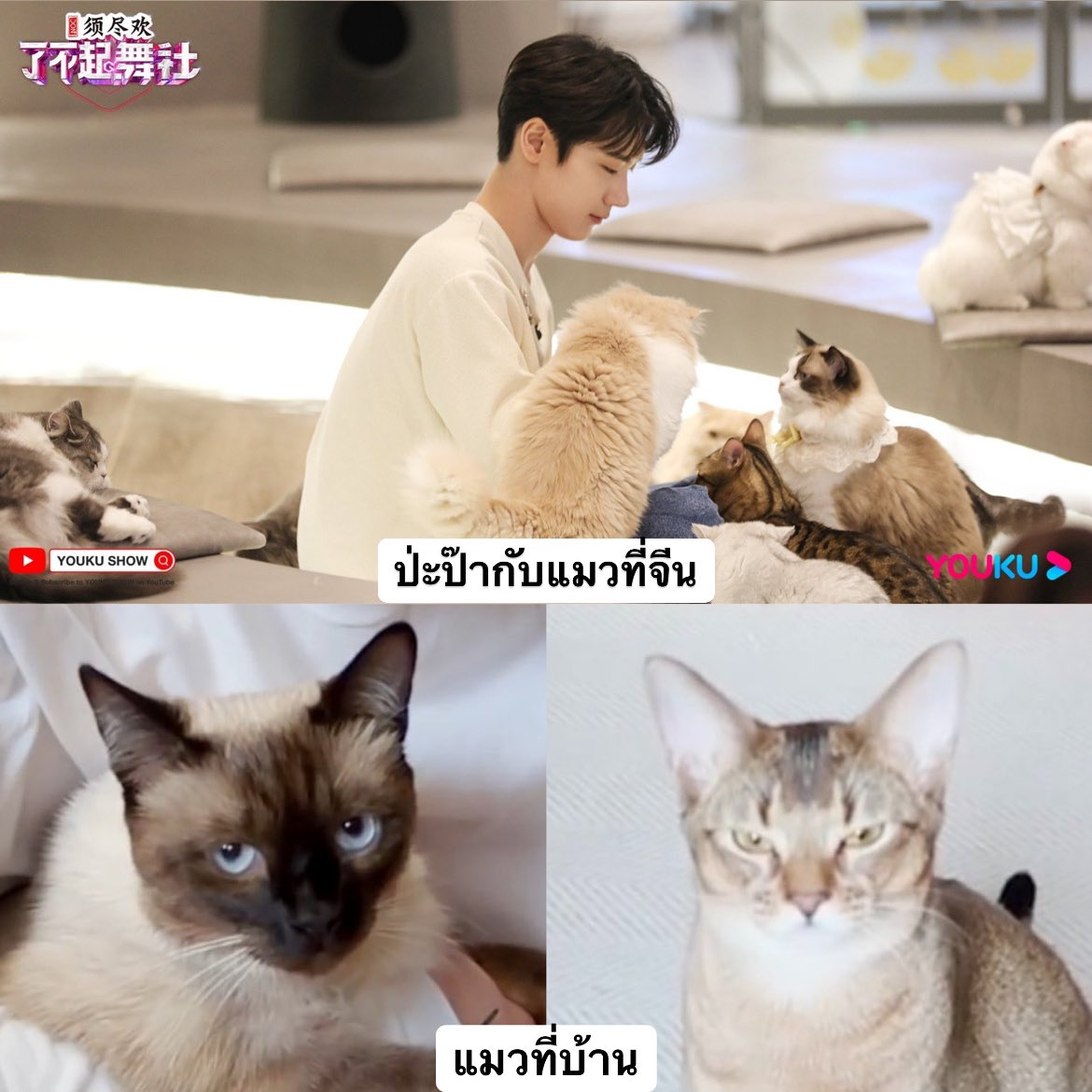 chayahyunx's tweet image. 