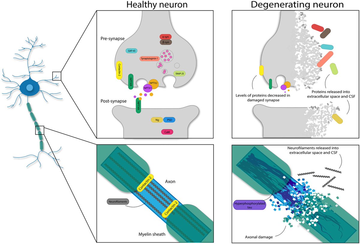 dannigadd's tweet photo. Our research on cerebrospinal fluid markers of synapse loss/neuronal injury and cognition is live @EJNeuroscience. Congrats to @tylerssaunders 
for leading this work - he created this visual showing the markers included in the study. https://t.co/eLQ5K64BCU https://t.co/fPBaw6SYsE