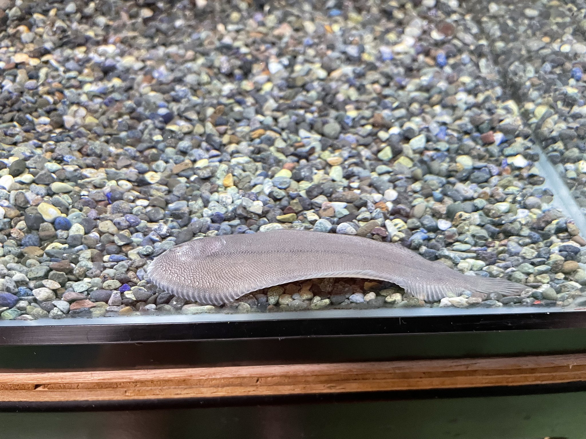 かねだい本町田店 観賞魚 爬虫両生類 小動物部門 熱帯魚オススメ情報 南米淡水シタビラメ カレイやヒラメなどは飼育 難易度高めなイメージがありますが この個体はお店に長期でいるため安心して飼育できると思います ペルー産の個体です 南米