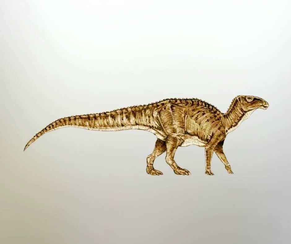 𝑻𝒆𝒍𝒎𝒂𝒕𝒐𝒔𝒂𝒖𝒓𝒖𝒔 𝒕𝒓𝒂𝒏𝒔𝒔𝒚𝒍𝒗𝒂𝒏𝒊𝒄𝒖𝒔 it was the first dinosaur species to live on the former Hateg Island, where researchers have discovered a facial tumor in the fossilized mandible.
It was the first time when it was discovered in fossils of dwarf dinosaurs.