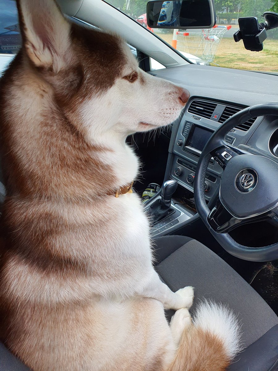 BernieEckles's tweet photo. I want to drive #husky #dogdrive #siberianhusky #dogfrontseat https://t.co/j8507z9yS3