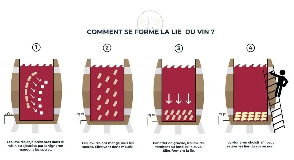 Comment se forme la lie du vin ? doretdevins.com/quest-ce-que-l… 
#vin #sommelier #vigneron