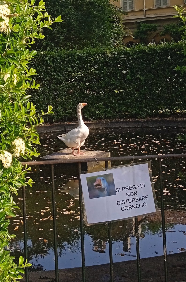 celestepedone's tweet photo. sì prega di non disturbare cornelio https://t.co/8534cAhk15