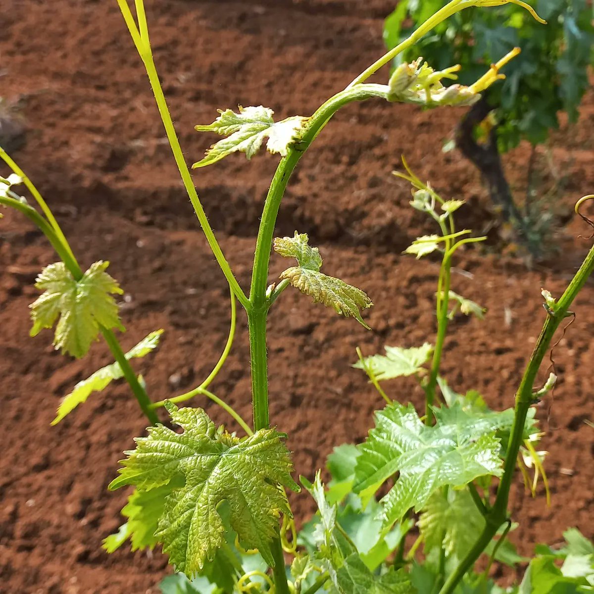 cappellovini's tweet photo. Stamattina prima di andare a lavoro, un giretto in vigna a vedere come procede lo sviluppo, fortunatamente fino ad adesso abbiamo avuto un clima buono, anche se poche piogge.

https://t.co/Psu3MNrKTr

#nerodavola
#wine
#winetasting 
#organic
#naturalwine 
#vindegarage. https://t.co/RMwWsyOCc2