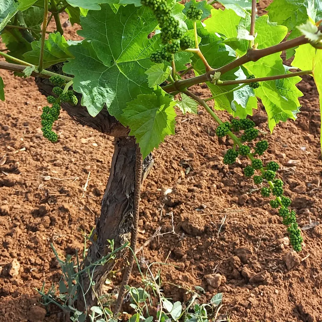 cappellovini's tweet photo. Stamattina prima di andare a lavoro, un giretto in vigna a vedere come procede lo sviluppo, fortunatamente fino ad adesso abbiamo avuto un clima buono, anche se poche piogge.

https://t.co/Psu3MNrKTr

#nerodavola
#wine
#winetasting 
#organic
#naturalwine 
#vindegarage. https://t.co/RMwWsyOCc2