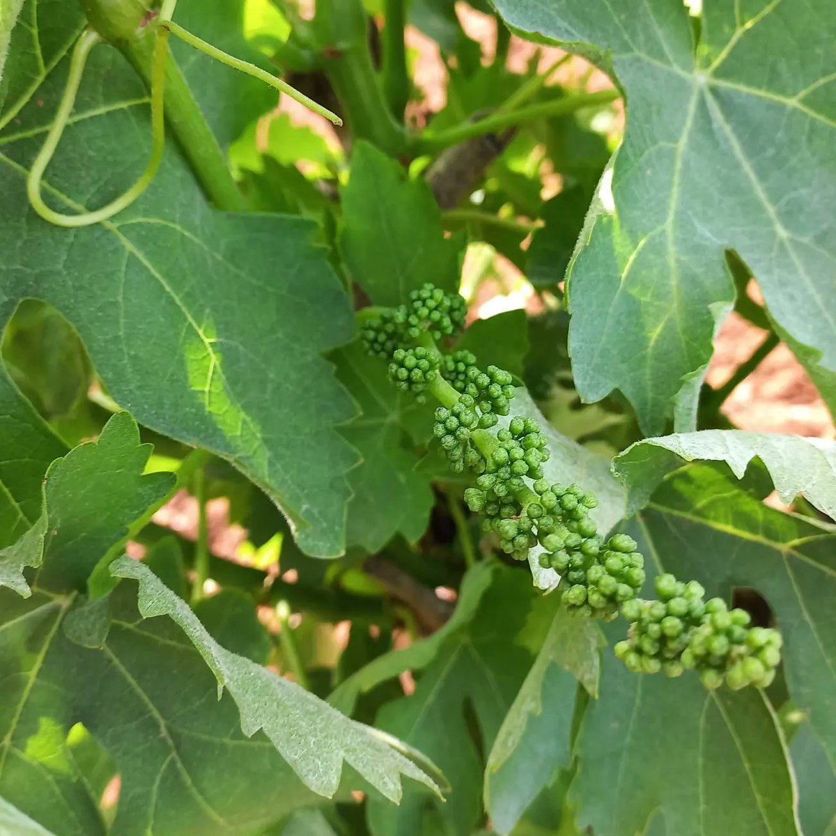 cappellovini's tweet photo. Stamattina prima di andare a lavoro, un giretto in vigna a vedere come procede lo sviluppo, fortunatamente fino ad adesso abbiamo avuto un clima buono, anche se poche piogge.

https://t.co/Psu3MNrKTr

#nerodavola
#wine
#winetasting 
#organic
#naturalwine 
#vindegarage. https://t.co/RMwWsyOCc2