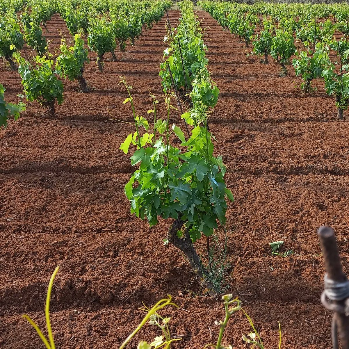 cappellovini's tweet photo. Stamattina prima di andare a lavoro, un giretto in vigna a vedere come procede lo sviluppo, fortunatamente fino ad adesso abbiamo avuto un clima buono, anche se poche piogge.

https://t.co/Psu3MNrKTr

#nerodavola
#wine
#winetasting 
#organic
#naturalwine 
#vindegarage. https://t.co/RMwWsyOCc2