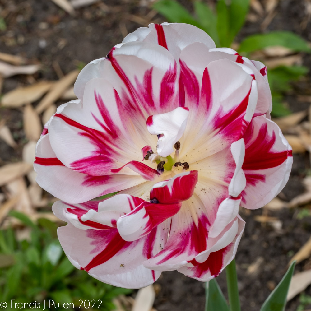FrancisPullen's tweet photo. Flowers on Film
Double Late, Carnaval de Nice
Hasselblad 503CWCarl Zeiss 2.8/80
Sonnar 4/150+32mm extension tube
Kodak Gold 200
Tripod
Cable Release
@Hasselblad @Kodak @BelieveInFilm #believeinfilm #keepfilmalive #tulip #doubletulip #flowers #flowersofspring https://t.co/bfttDOoqOy