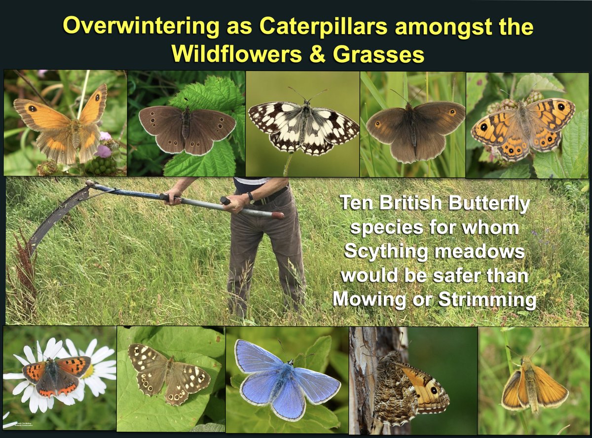 A slide from my gardening for biodiversity talk. 
100's of species rely on meadow habitats for their whole lifecycle, including at least 10 butterfly species