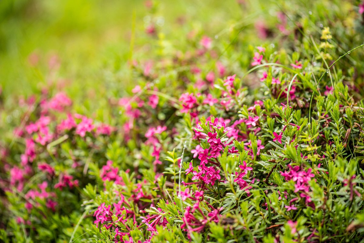 Obiščite Alpski botanični vrt JULIANA v Trenti. Res je čudovito, vse cveti in dehti.