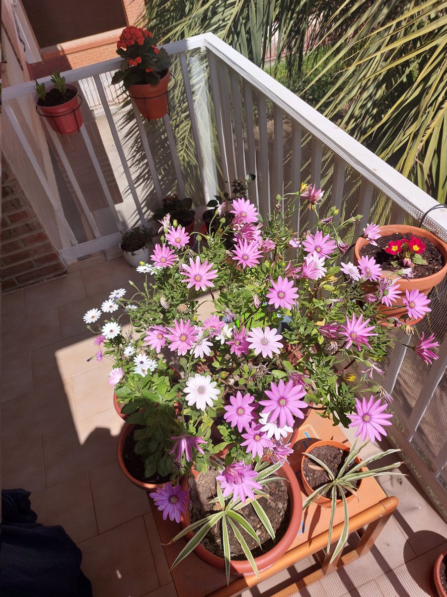 marcbuisanb's tweet photo. lo he dicho 500 veces y lo dire 500 mas, compraos flores y plantas, fue mi mejor decision y tambien sera la vuestra https://t.co/NswdcaDPwo