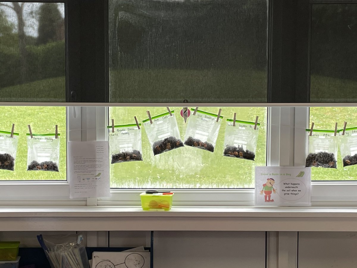 AnParkInfants's tweet image. ‘Awe and Wonder’ in Year 1. The giant left us a bean investigation… Such excitement! #apiscience #apiclass3 #apiclass4