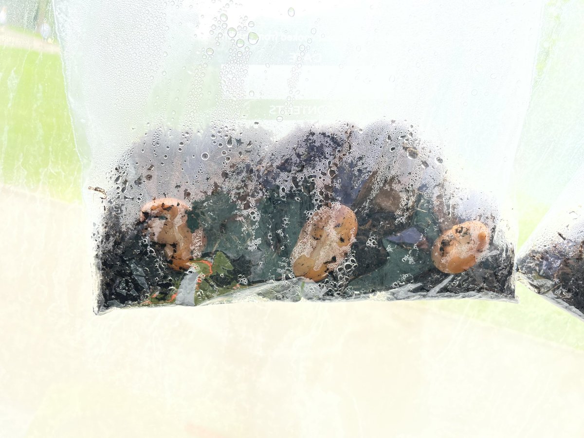 AnParkInfants's tweet image. ‘Awe and Wonder’ in Year 1. The giant left us a bean investigation… Such excitement! #apiscience #apiclass3 #apiclass4