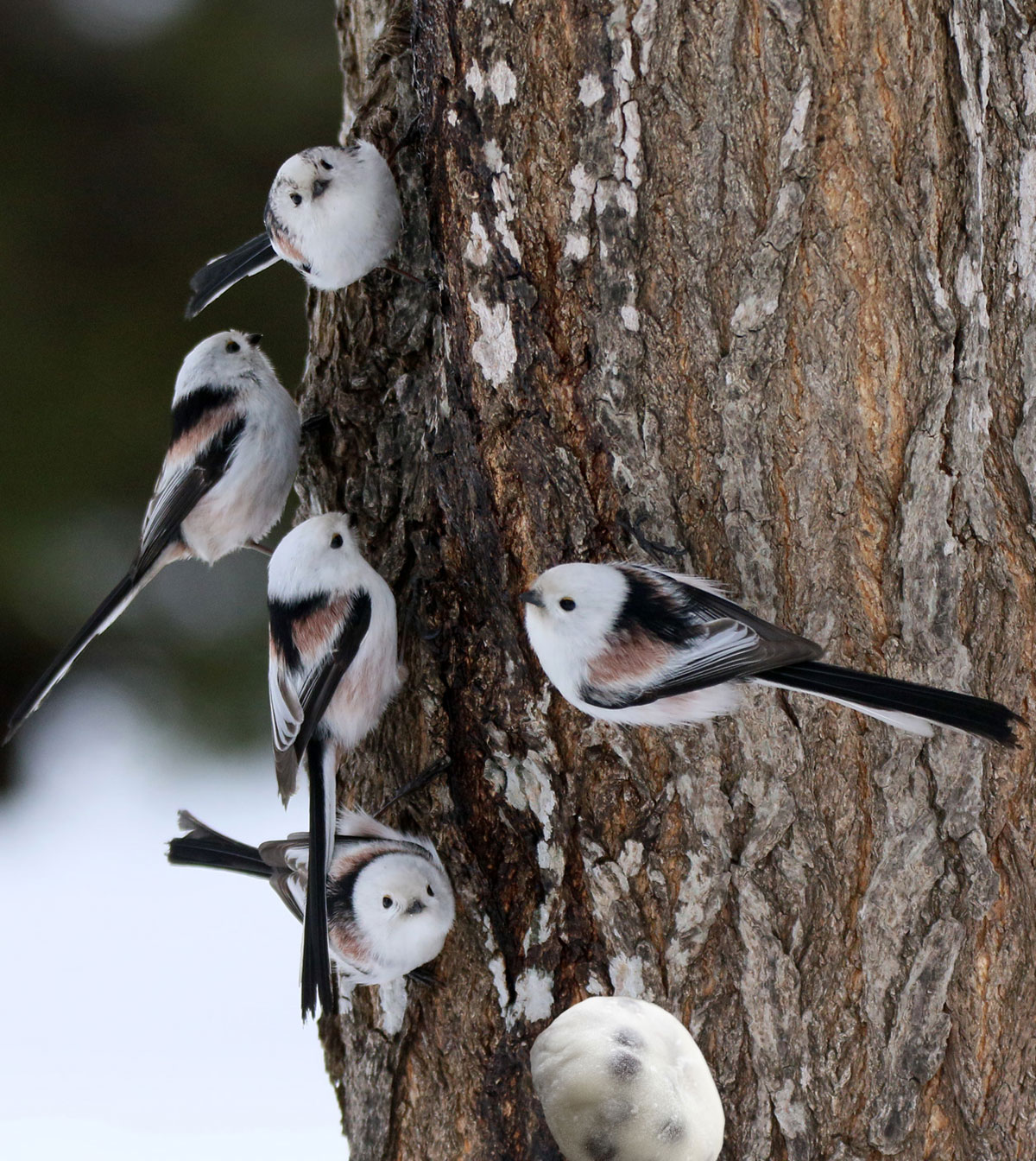 ぼく シマエナガ イタヤカエデという木から染み出た甘い樹液 煮詰めたらメープルシロップになるよ を舐めるシマエナガの群れです T Co Jjs2jktaf7 Twitter