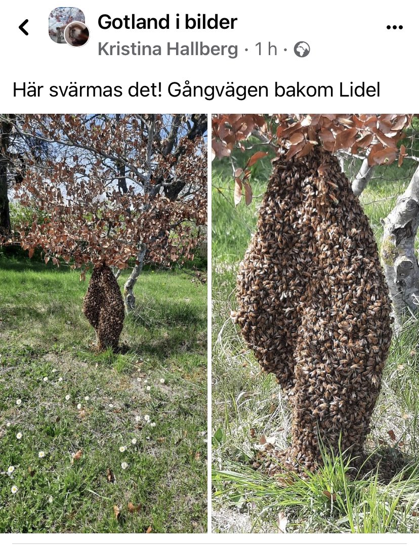 biodlaren's tweet photo. Redan svärm på Gotland! Bina fattar kanske att ryssen har ögonen på ön 😬🐝🐝🐝🐝🐝 https://t.co/7TIVvUAVVn