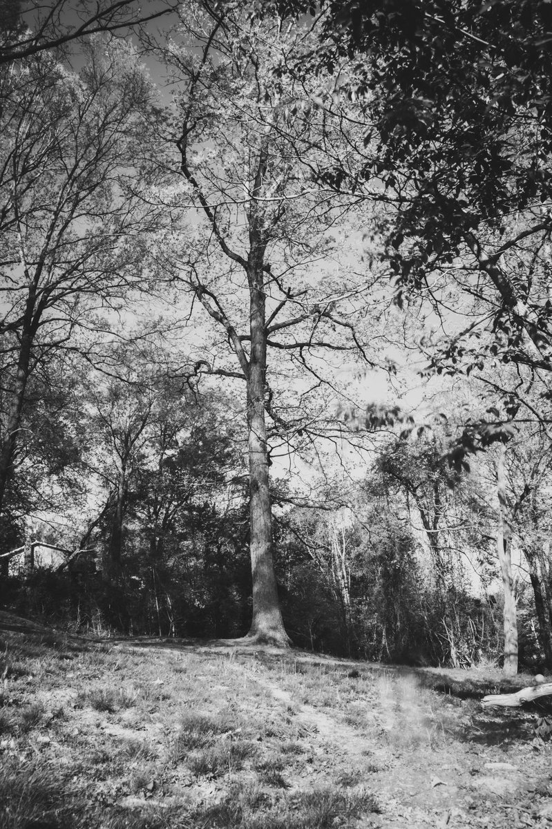 jer_welsh's tweet image. Got an IR filter yesterday. Color shots were…not as intended lol
But B&amp;amp;W is nice and creepy
#moody #Infrared #photography