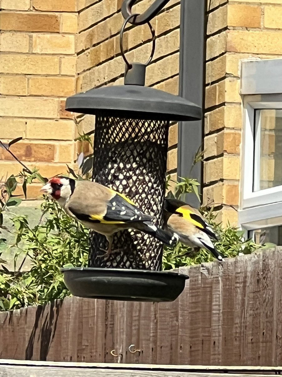 Yo guys, I filled the feeder up with your fav, sunflower hearts, you’re welcome #gardenbirds #goldfinch #northamptonshirebirds #FridayVibes