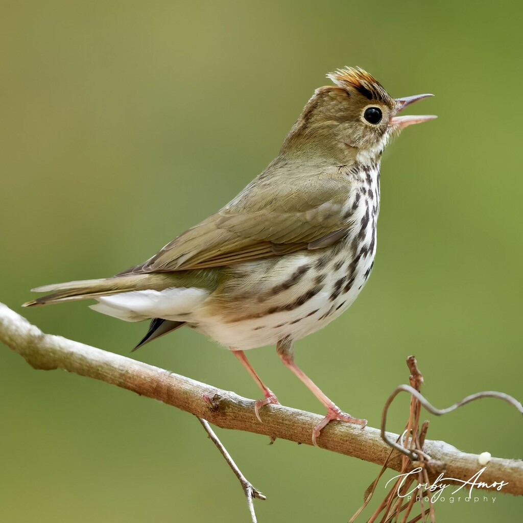 CorbyAmos's tweet photo. Ovenbird. I've seen a lot of these this year--something like 8-10. Last year I only got a glimpse of one. Strange how that happens.
.
.
#birdphotography #birdwatching #birding #birdlovers #bird_brilliance #birds_adored #birds_captures #birdfreaks #nuts_a… https://t.co/jgypXwHVrJ https://t.co/zPLCwHmmdl