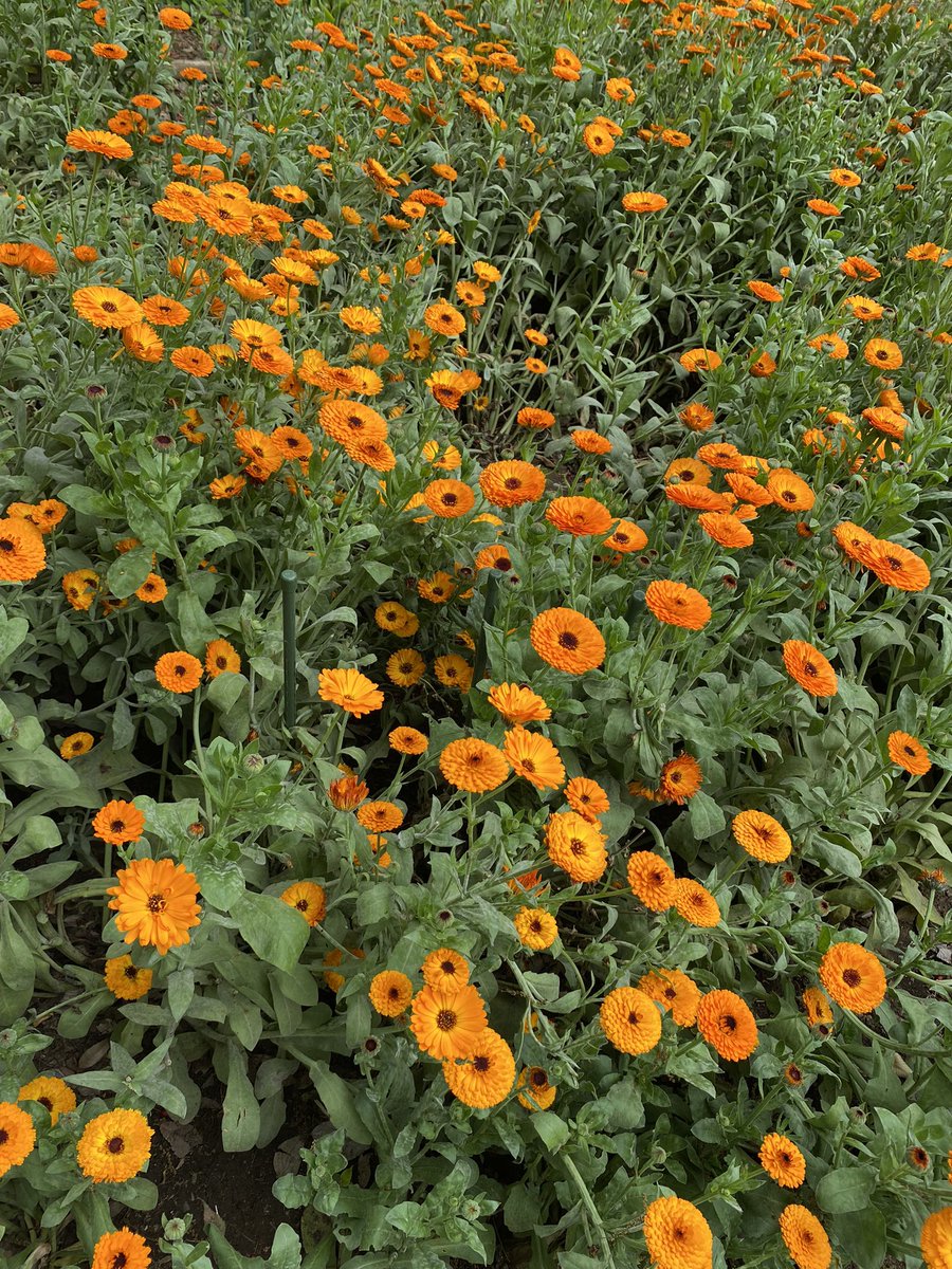 お花畑で暮らしたい…💐