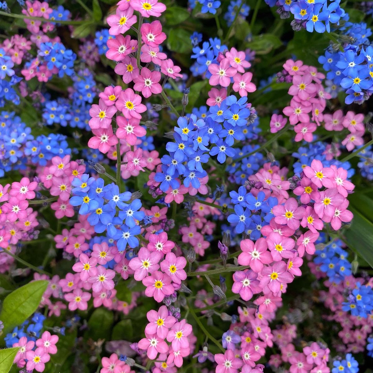 teachlearnrelax's tweet image. There are so many forget-me-nots in our daily lives.
This picture reminds me of keeping some of these reminders focused on what is good for me and my wellbeing. 
Remember about your wellbeing forget-me-nots. 
For the right balance.🌸
#mentalhealthawareness #forgetitnot