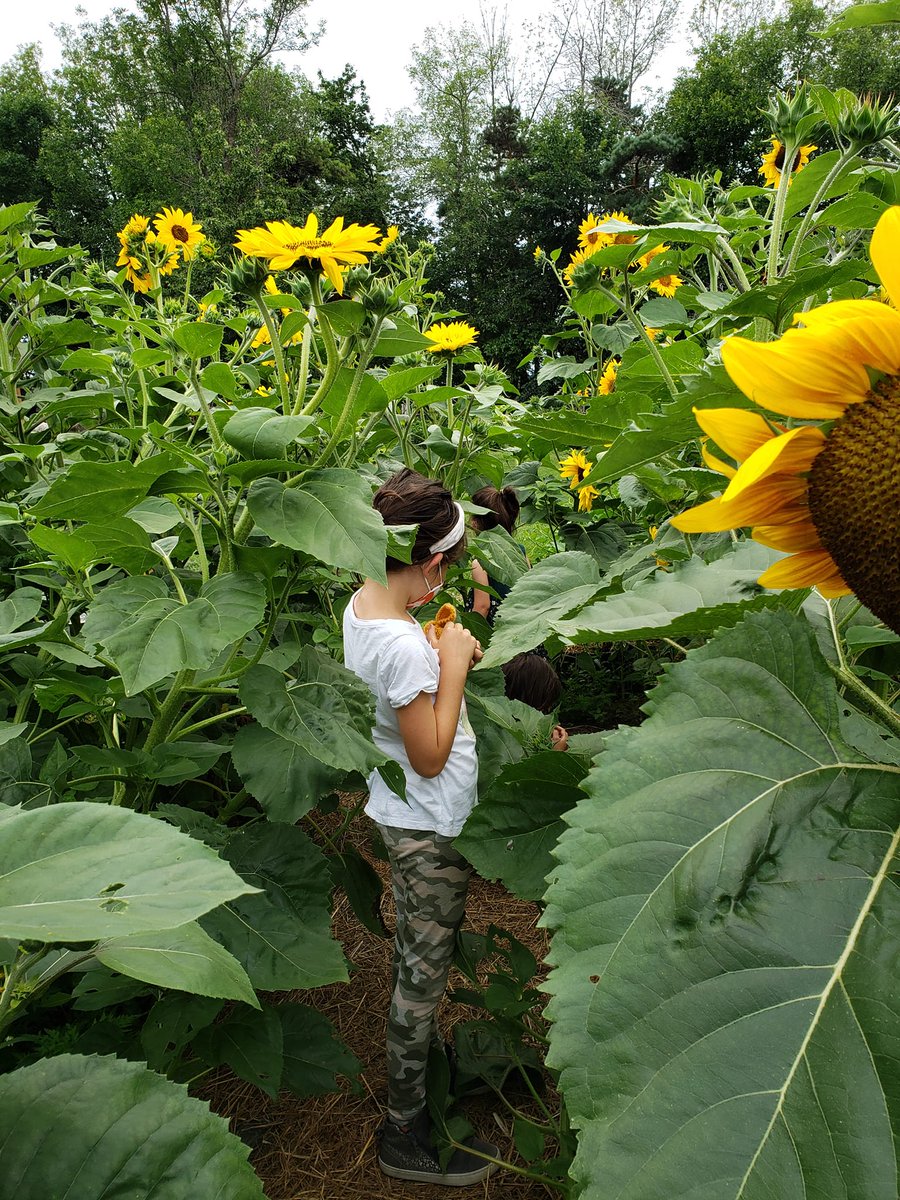TopsyFarms's tweet photo. #Gardening Helpers
The garden at #TopsyFarms is one more of the sights people enjoy.
It began with toddler Jacob carrying his pail &amp; ‘diggie’, holding Sally’s hand. She had Kyle in the baby carrier, &amp; a pail &amp; shovel in the other. An outing to the barnyard yielded one large...1/8 https://t.co/ZTBuCj9yrY