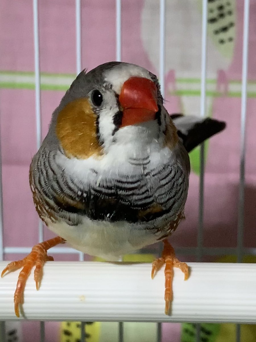 タグ キンカチョウ の注目ツイート メガとんトラック