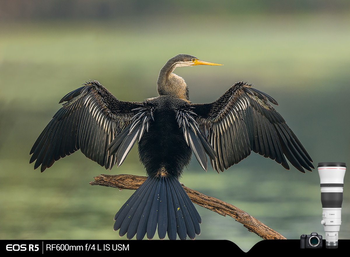 Canon_India's tweet photo. In flight mode.
#CapturedOnCanon by our #EOSAmbassador J Rajput.
Camera: Canon EOS R5
Lens: Canon RF600mm f/4L IS USM
#CanonPhotography https://t.co/RxcUzzT48W