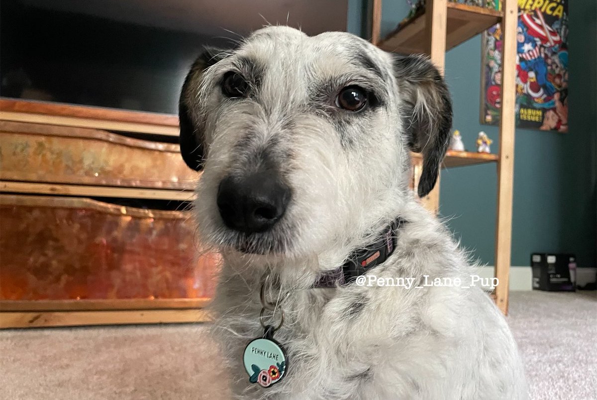 Penny_Lane_Pup tweet picture